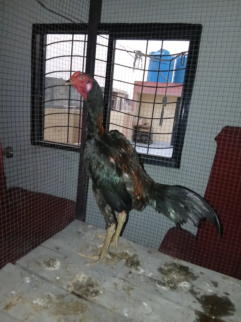 Panus pakoya 6 month game ni ha bacha ha 03090912503 — photo 3