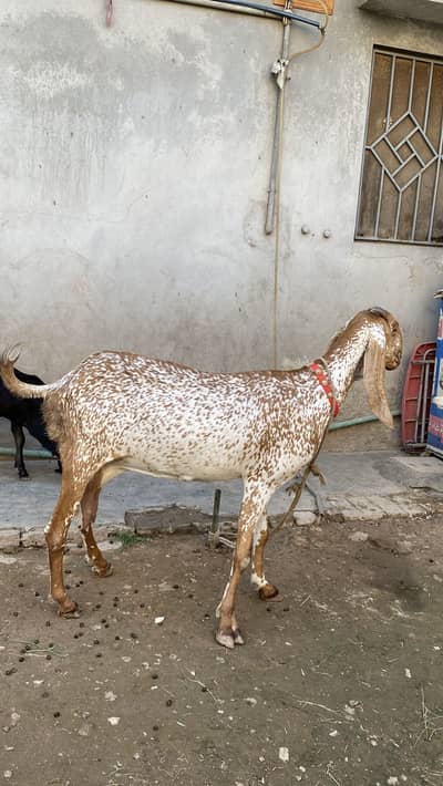 Makhi chini ( WhatsApp 03491511237)