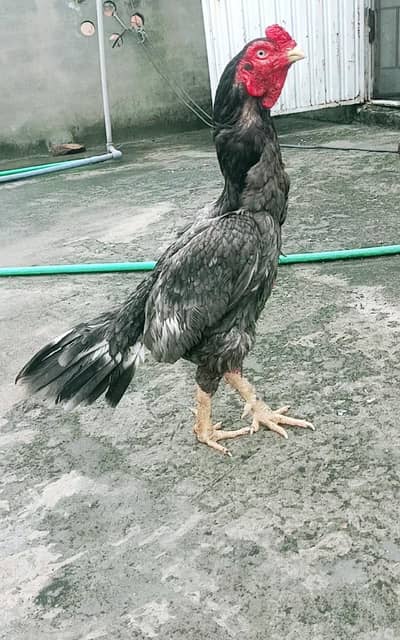 Madipara saleta lasani aseel murga 3kilo+Mora wazan cargo possible