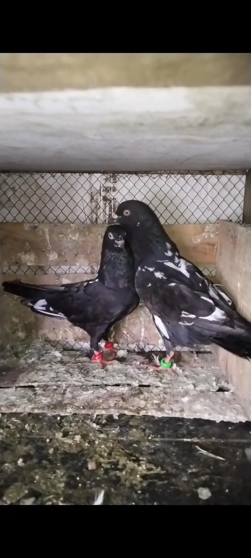 rampuri pair