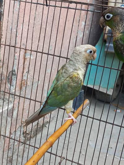 Conure and cocktail with breeding prove|| exchange possible