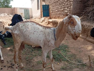 Makhi Chini 1.5 Month Gaban Path
