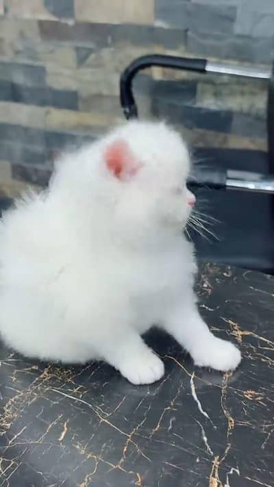 Persian beautiful cat for saleCall WhatsApp03274341096