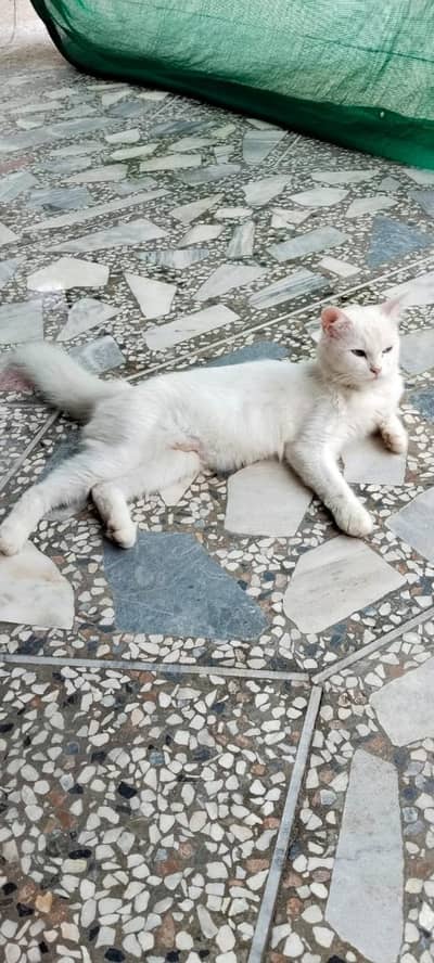 Persian cat for sale