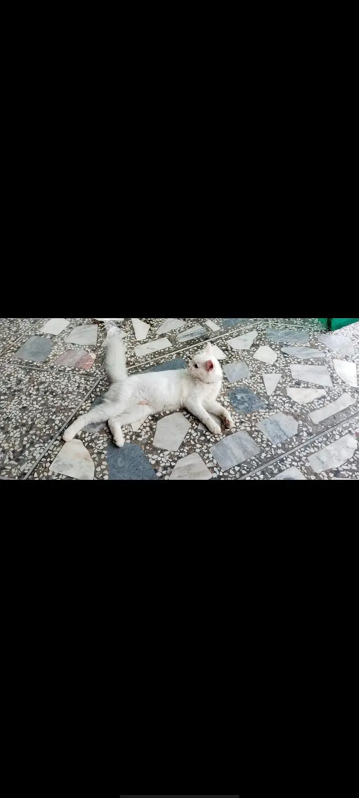 Persian cat for sale — photo 2