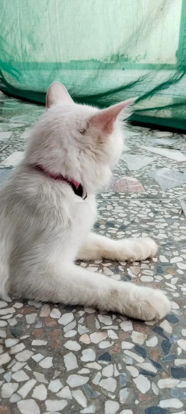 Persian cat for sale — photo 3