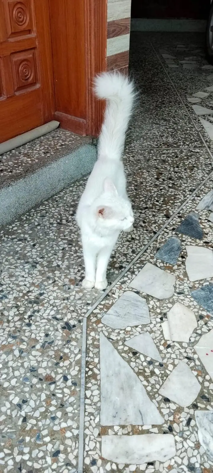Persian cat for sale — photo 4