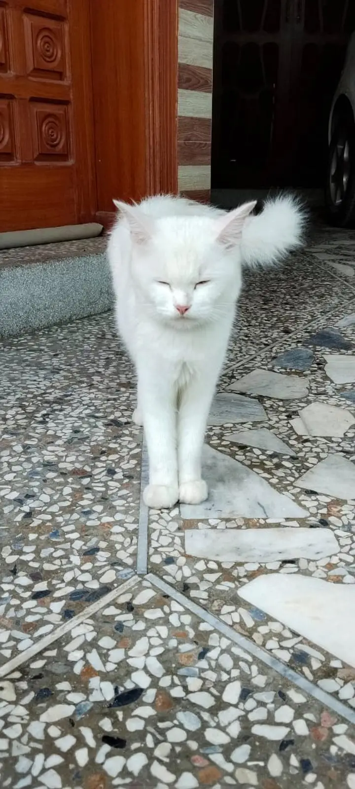 Persian cat for sale — photo 5