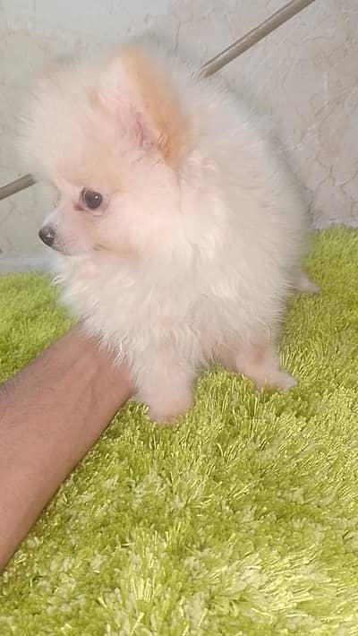 Pomeranian | Pomeranian Pupps | Cup Size Pomeranian | Puppy For Sale
