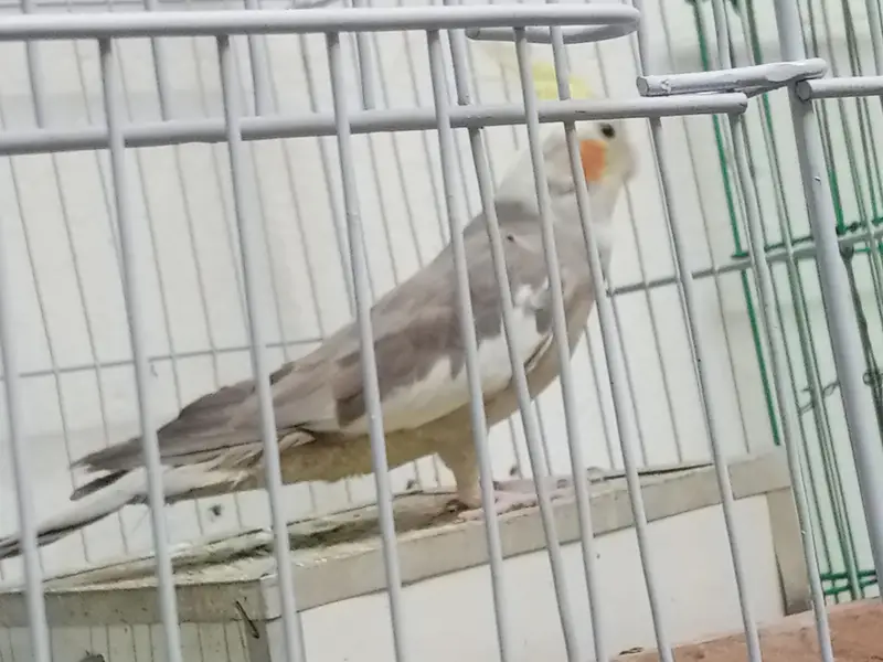 urgent sale krna h — photo 2