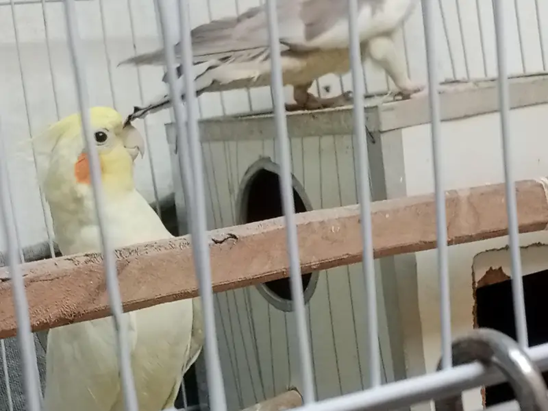 urgent sale krna h — photo 3