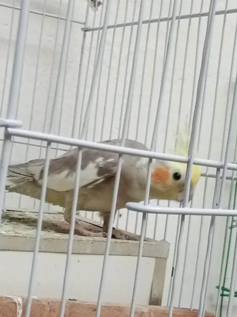 urgent sale krna h — photo 4