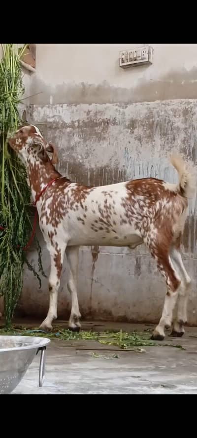 munda tapra bakra