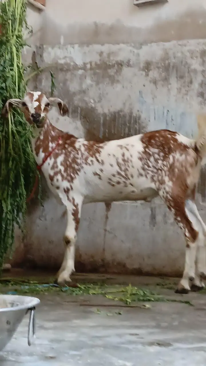 munda tapra bakra — photo 2