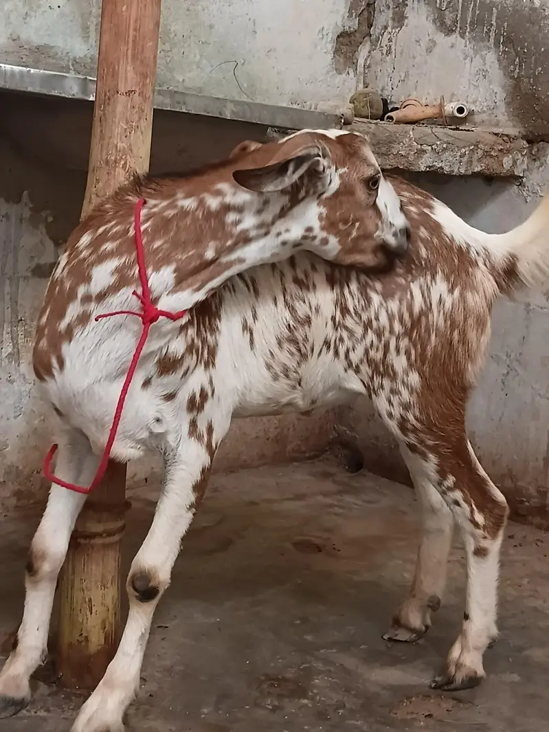 munda tapra bakra — photo 3