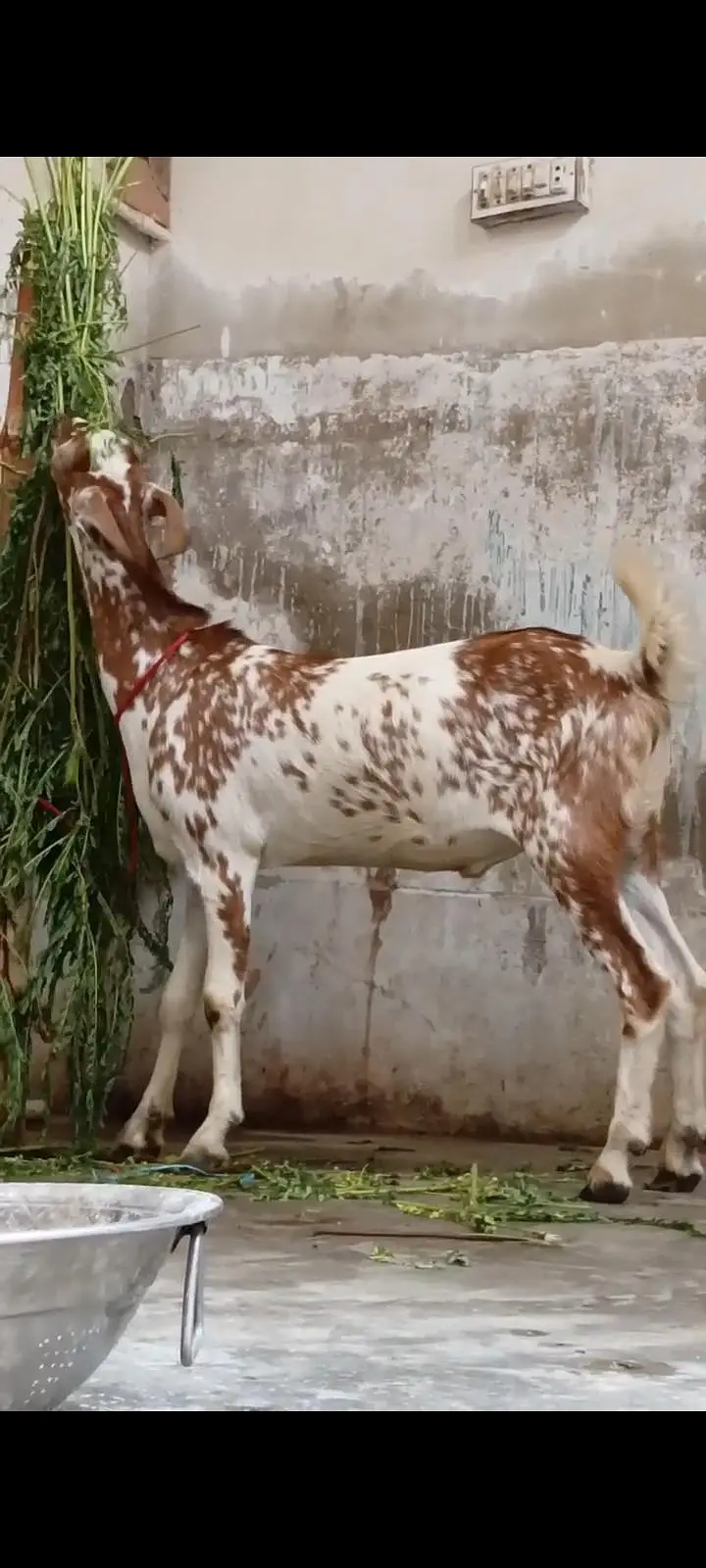 munda tapra bakra — photo 4
