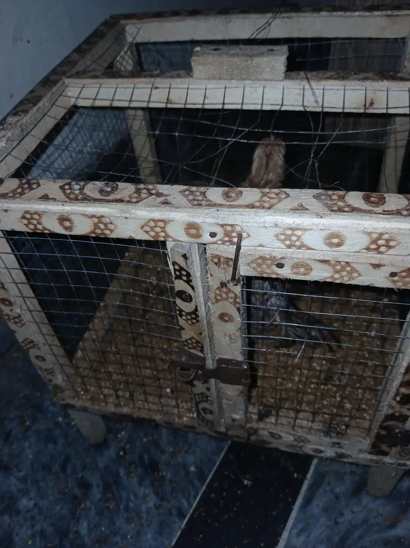health Chick Golden Desi 2 for sale with Cage — photo 2