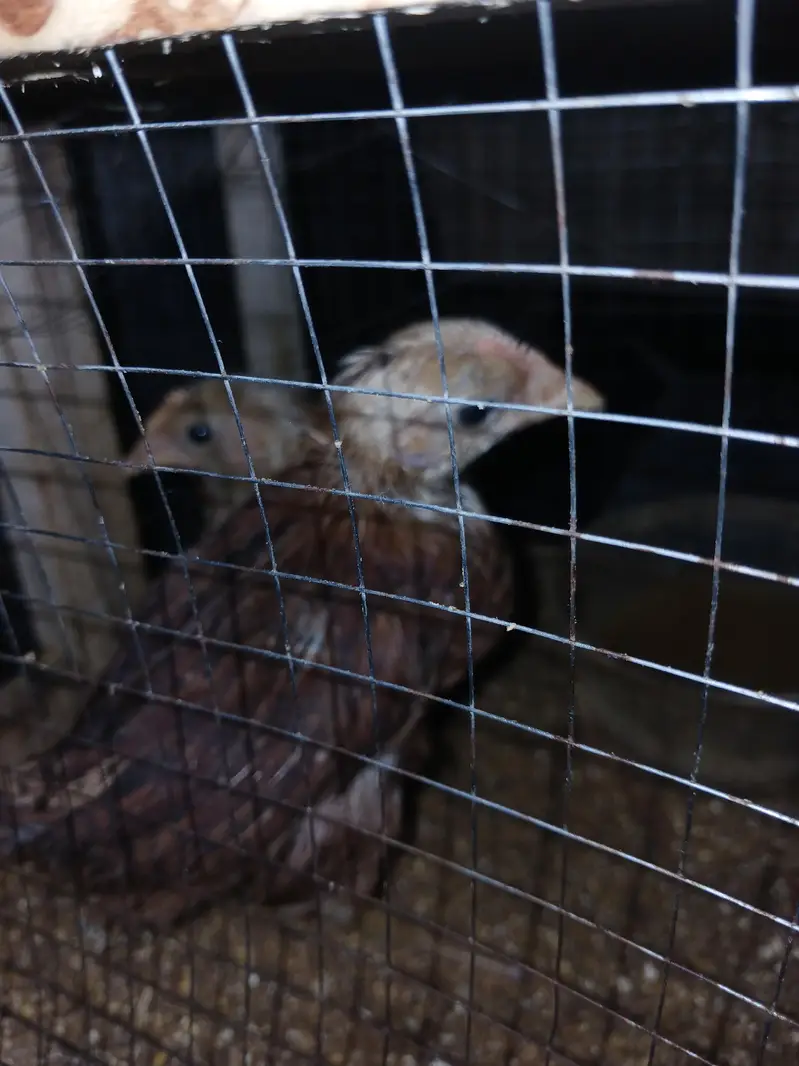 health Chick Golden Desi 2 for sale with Cage — photo 3