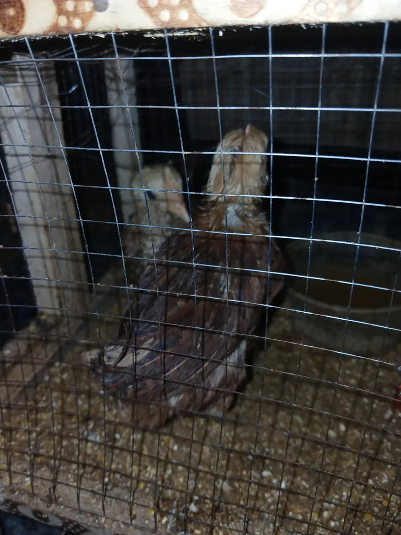 health Chick Golden Desi 2 for sale with Cage — photo 4