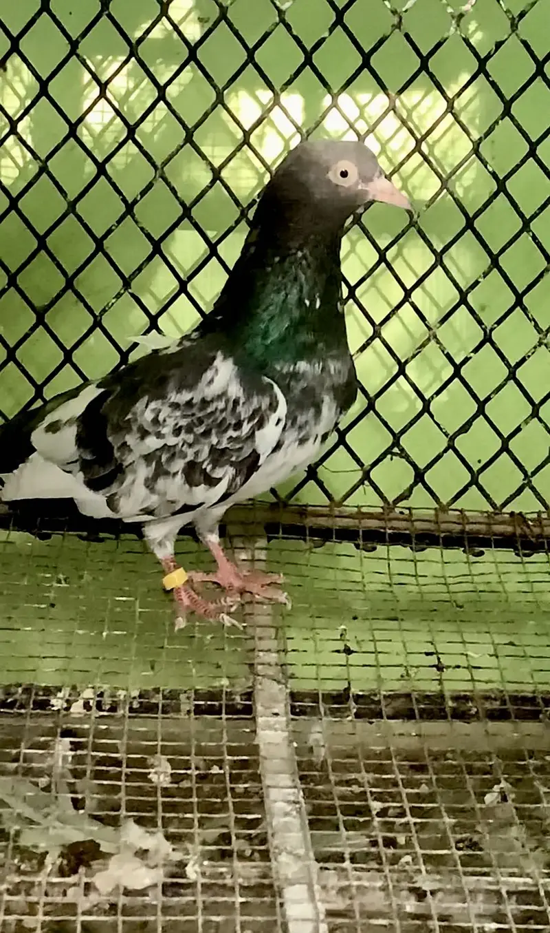 Royal teddy Sialkoti Chohay Dubai waly — photo 4