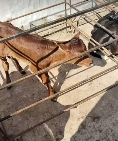 Healthy Cow Calf – Beautiful Breed | Strong & Active. ,,,  03228068296