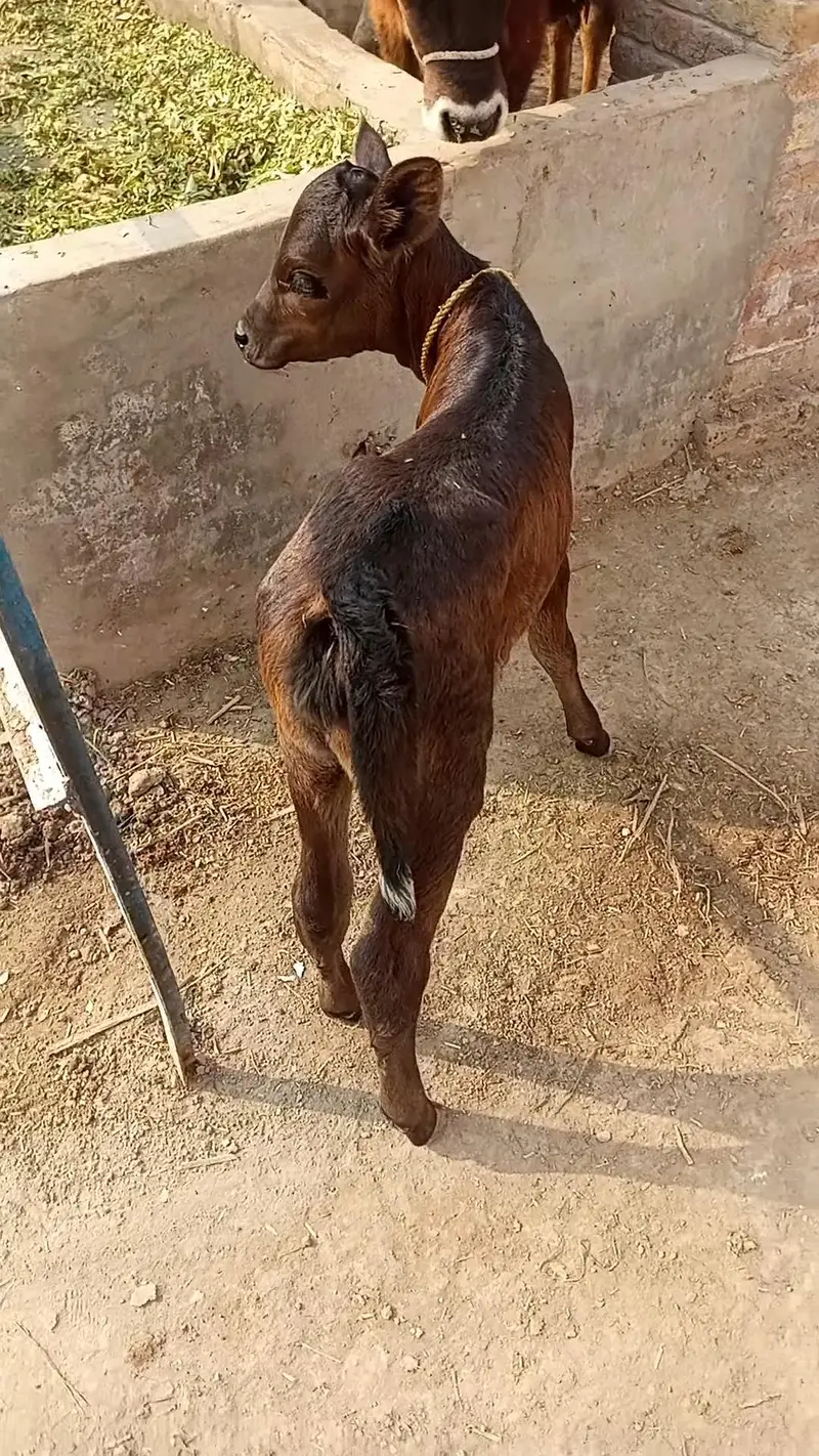 Healthy Cow Calf – Beautiful Breed | Strong & Active. ,,,  03228068296 — photo 2