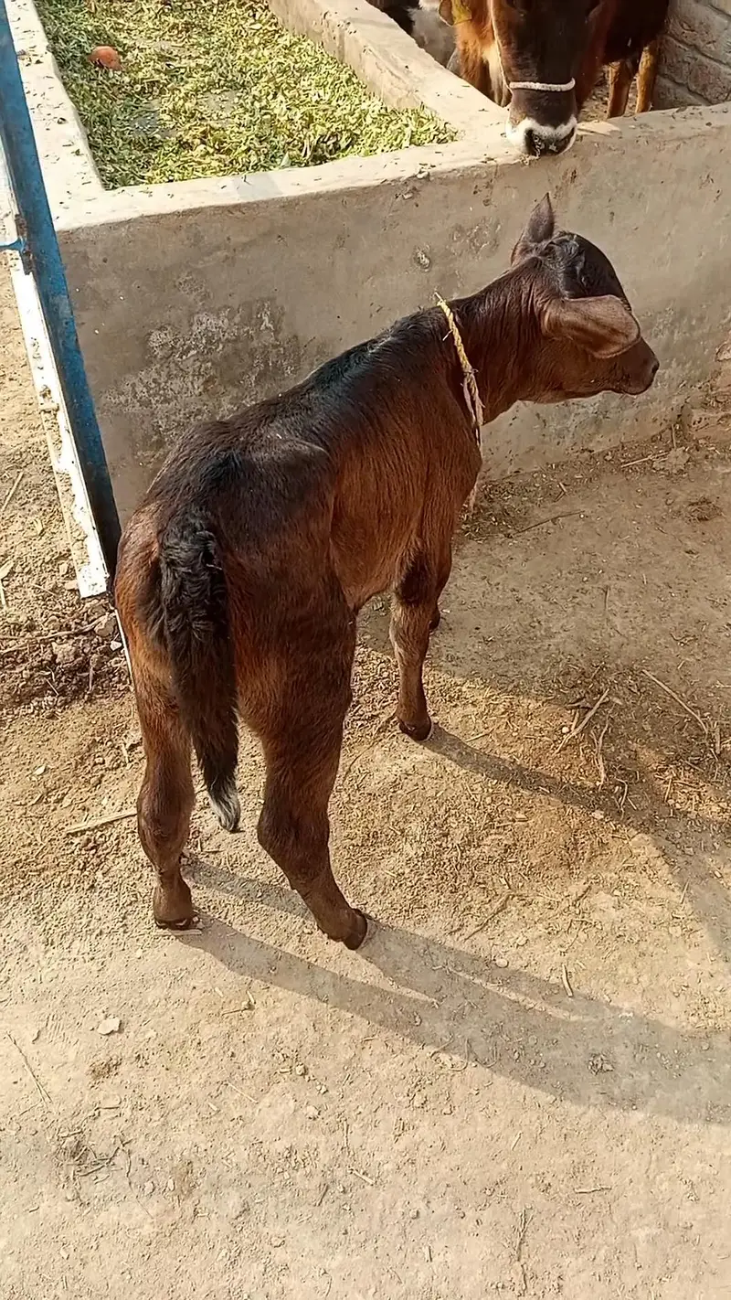 Healthy Cow Calf – Beautiful Breed | Strong & Active. ,,,  03228068296 — photo 3