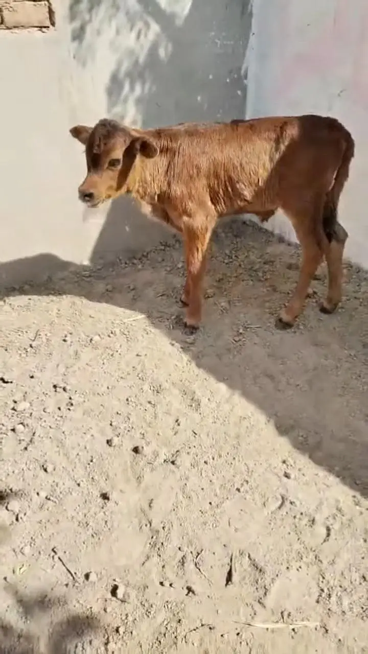 Healthy Cow Calf – Beautiful Breed | Strong & Active. ,,,  03228068296 — photo 4