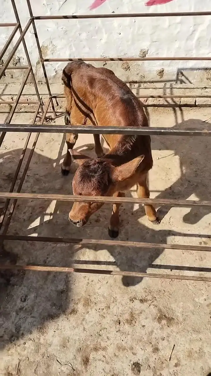 Healthy Cow Calf – Beautiful Breed | Strong & Active. ,,,  03228068296 — photo 5