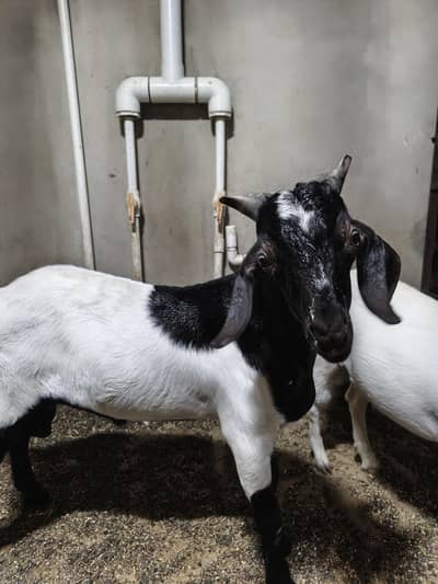 andu bakra