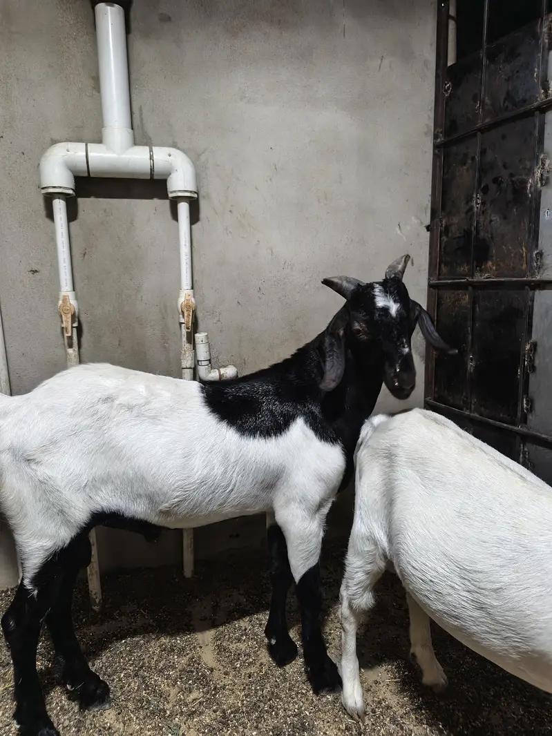 andu bakra — photo 2