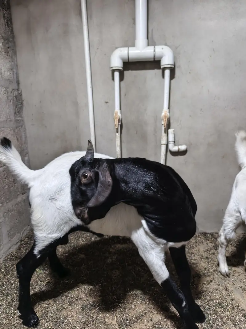 andu bakra — photo 3