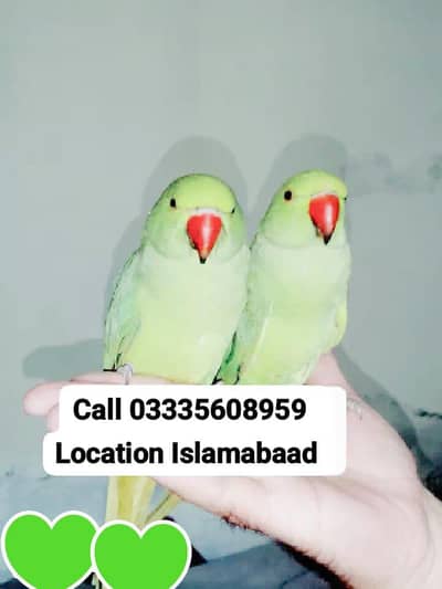 Single 5,500 Hand Tamed Friendly Green Ring Neck Parrots Male/Female