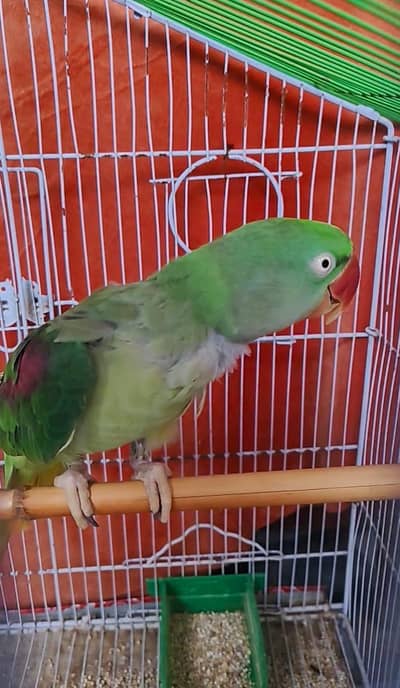 Kashmiri parrots baty b karta hai warranty k sat
