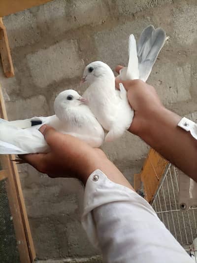 Nilduma Jora – Kali Ankh – Healthy Breeding Pair for Sale