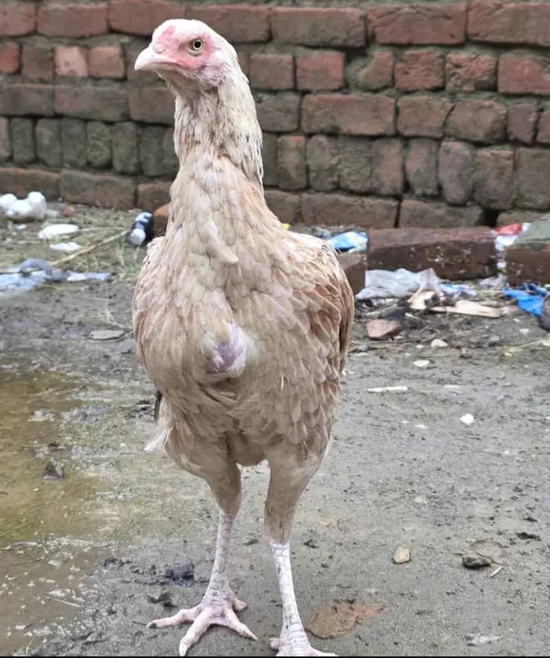 aseel Sindhi 0