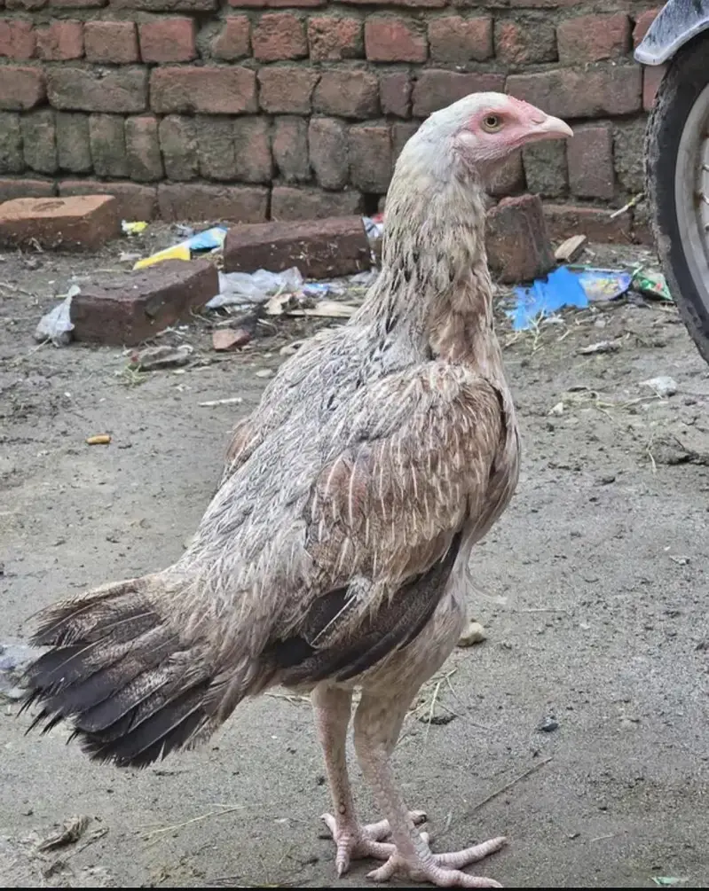 aseel Sindhi — photo 3