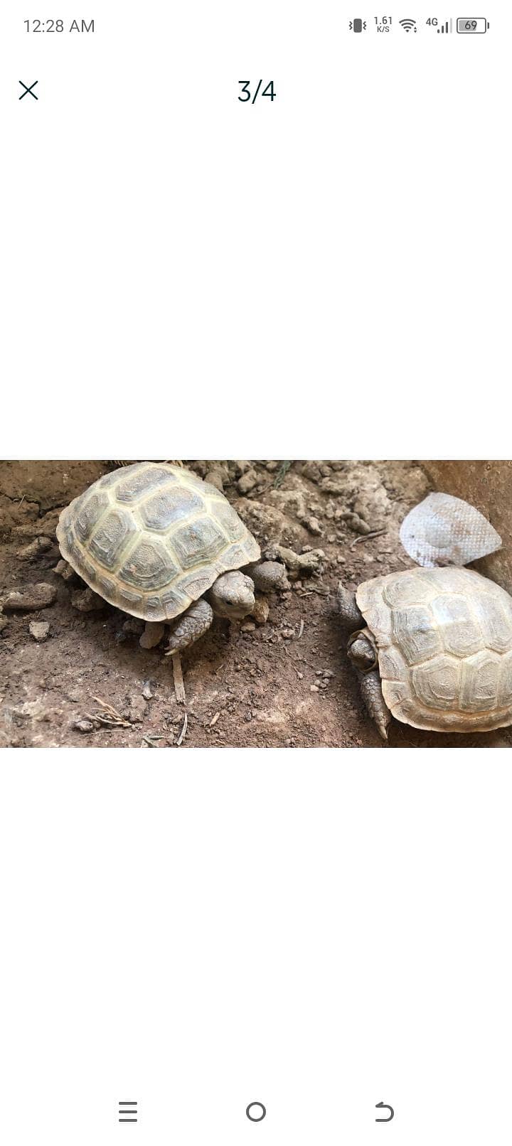 turtle 0