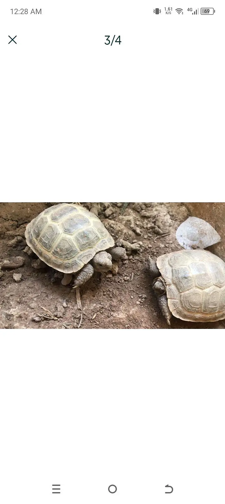 turtle