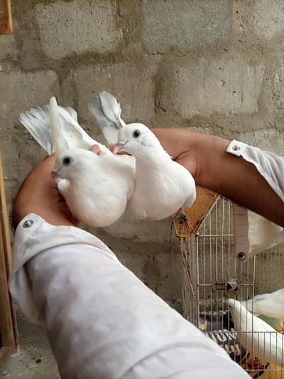 Nilduma kaboter and 7 breedar pair for sell