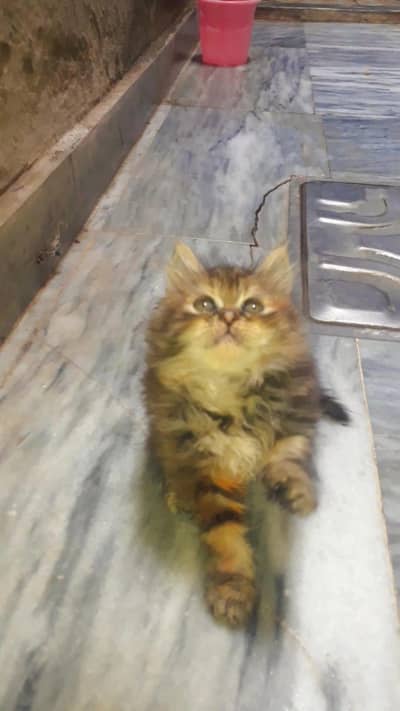 persian cat  available for sale