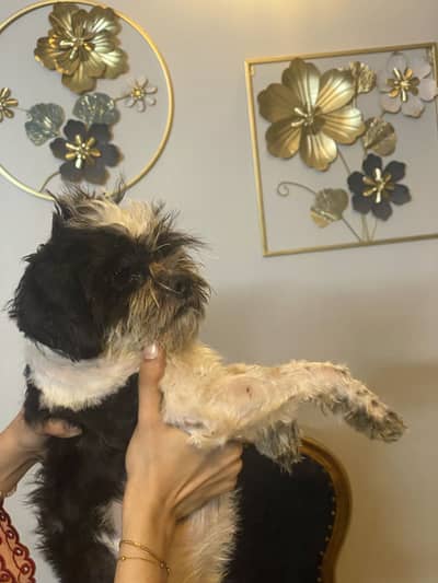 Shihtzu puppy male