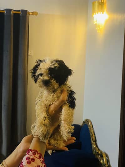 Shihtzu puppy male