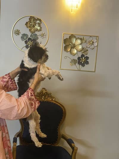 Shihtzu pair & puppy male