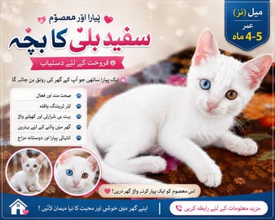 white male cat