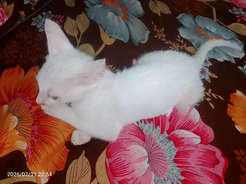 white male cat — photo 2