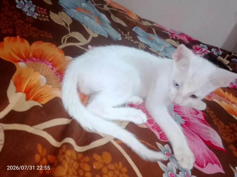 white male cat — photo 3