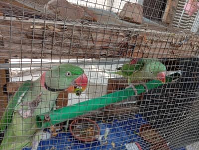 raw breedar pair for sale