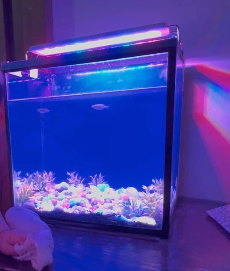 Aquarium setup 5