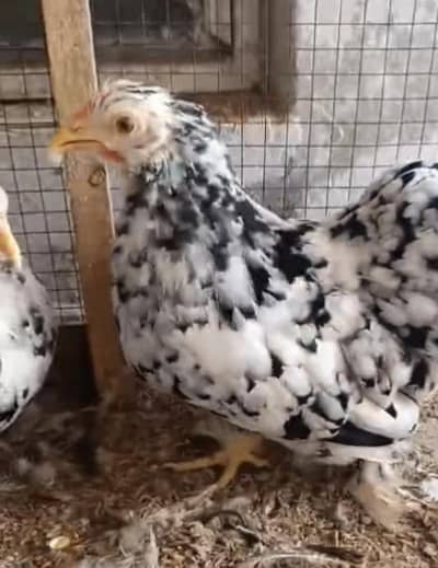 molted bantam female